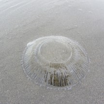 Jellyfish on the beach of Monte Leon